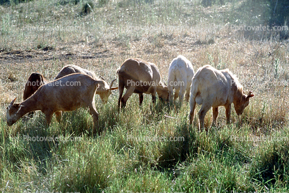 Goats, Bolinas, Marin County California