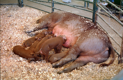 mother pig, Piglets suckling mother Sow, makin bacon