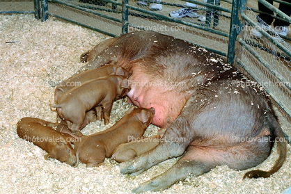 Mother Pig, Piglets suckling mother Sow, makin bacon