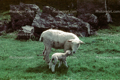 sheep, Lamb, Ireland