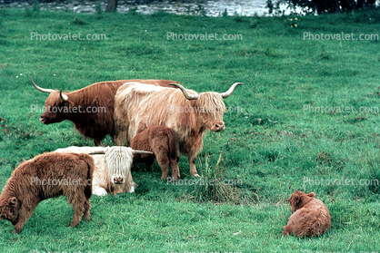 Highland Bull, Scotland