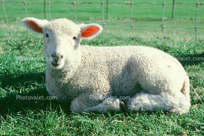 sheep, Lindale, New Zealand