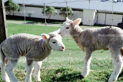 lamb, sheep, Lindale, New Zealand