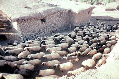 sheep, Dougardare, Iran