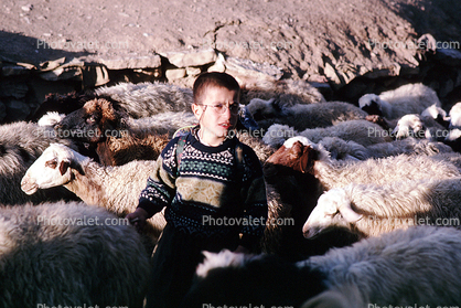 Sheep, Dougardare, Iran