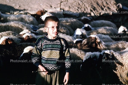 Sheep, Dougardare, Iran