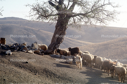 Sheep under a Tree, Dougardare, Iran