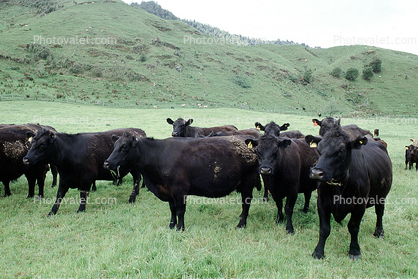 black cows, Waioreka, New Zealand, Beef Cows