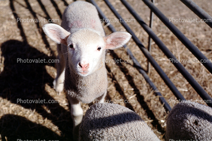 sheep, lamb, Southern Australia