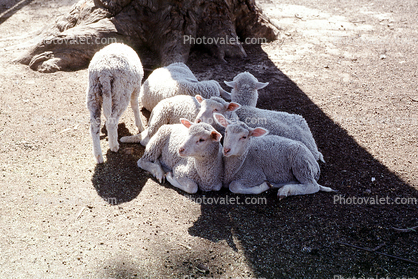 Sheep, Southern Australia