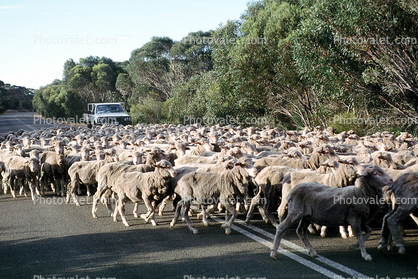 sheep, Southern Australia