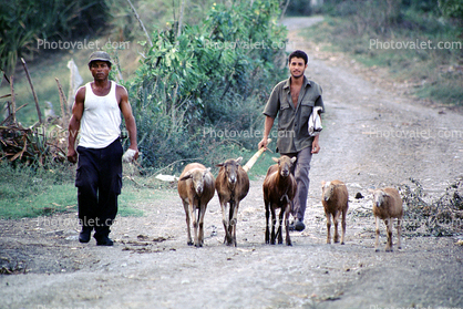 goat, near Santiago, Cuba