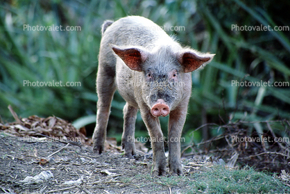 pig, near Santiago, Cuba