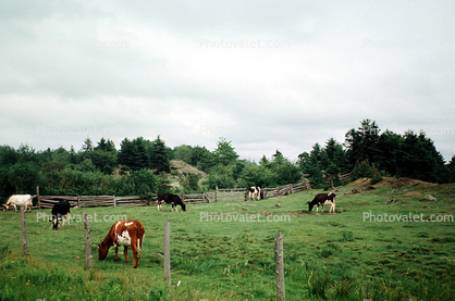 Cows, Gaspe Peninsula, Beef Cows