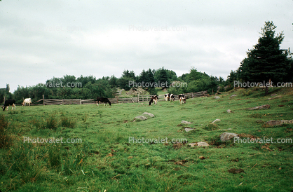 Cows, Gaspe Peninsula, Beef Cows