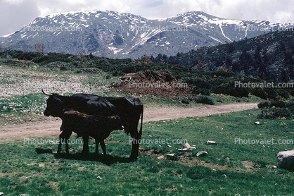 Cow, Calf, Sierra-Mountains, Spain