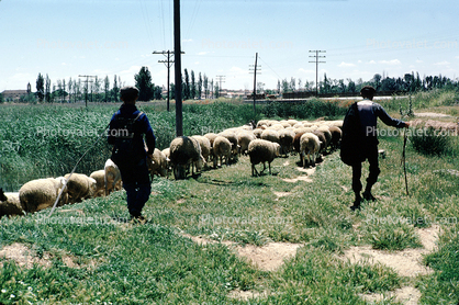 Sheep Herder, near Granada, Spain