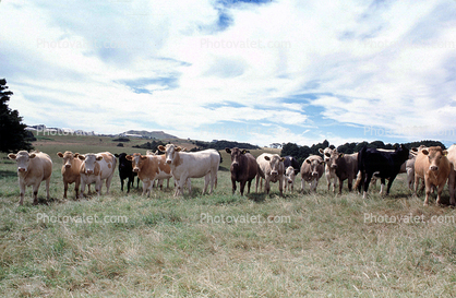 Cows, South Island, New Zealand, Beef Cows