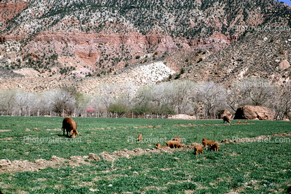 Cows, near Zion NP, Springfield, Utah