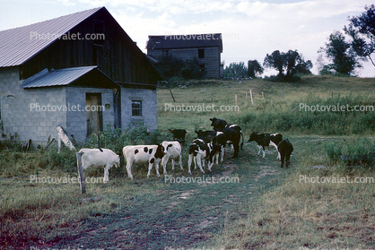 Cows, home, house, residence, building, barn, road