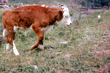 Cow, Calf