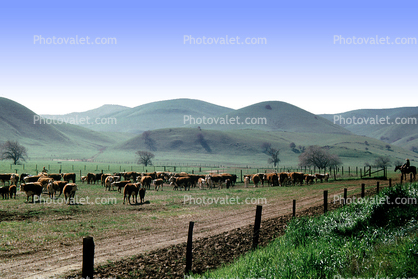 Cow, Dirt Road, Fence, Rolling Hills, unpaved, Rolling Hills, east of Walnut Creek