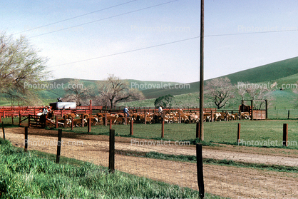 cows, Beef Cows, Rancho Canada de los Vaqueros, March 1974