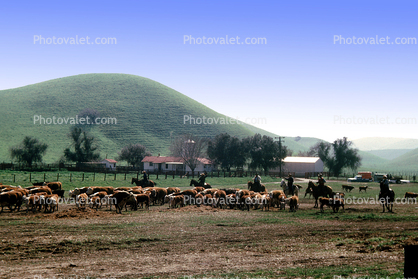 Cowboys, Ranch, barn, hills, Beef Cows, Rancho Canada de los Vaqueros, March 1974