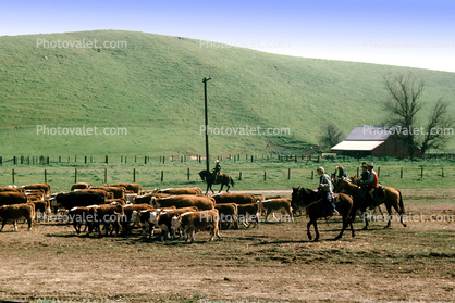 Cowboys, Barn, hills, Beef Cows, Rancho Canada de los Vaqueros, March 1974