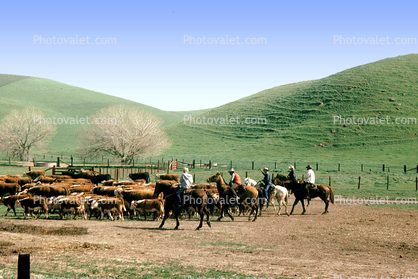 Cows, hills, Beef Cows, Rancho Canada de los Vaqueros, March 1974
