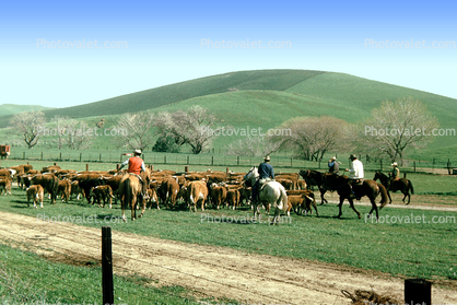 Cows, Beef Cows, Rancho Canada de los Vaqueros, March 1974