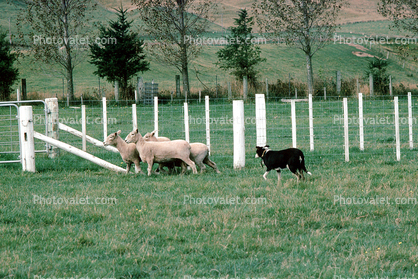 sheep, Border Collie, Australian Bluehair, Herding, near Rotura