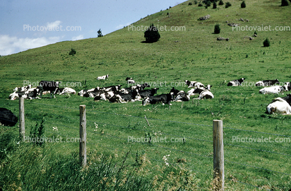 cows, Beef Cows, fence, grazing