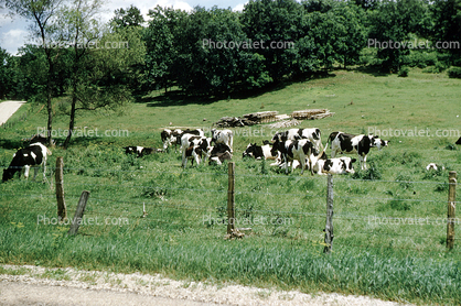 Cows, fence, grazing