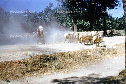 Sheep, Dust, Aranjuez