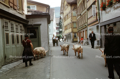 pigs, hogs, street, buildings