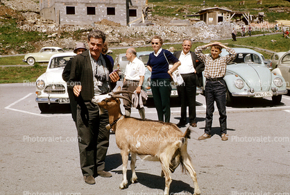 Goat, Volkswagen Bug, Volvo, Cars, automobile, vehicles, 1950s