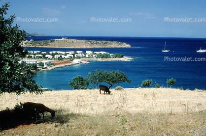 Cow, harbor, islands, shore, shoreline, Crete