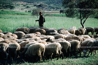 Sheep, Corfu Island