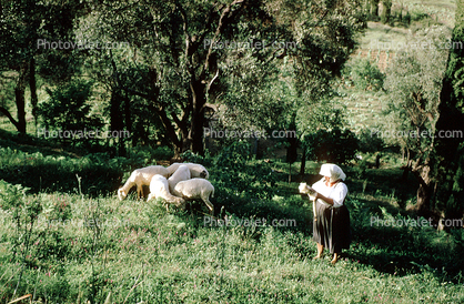 Sheep, Corfu Island