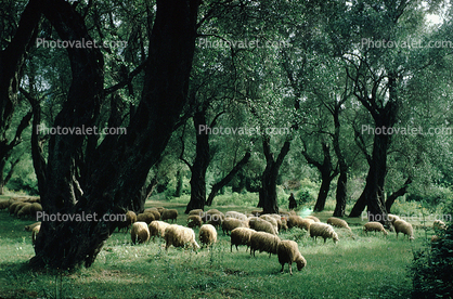 Sheep, deciduous Trees, Forest, Corfu Island