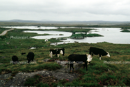 cow, pond, bogs, cattle, near Vienna