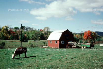 barn, cow, outdoors, outside, exterior, rural, building, architecture, grazing, trees