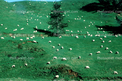 sheep, green hills