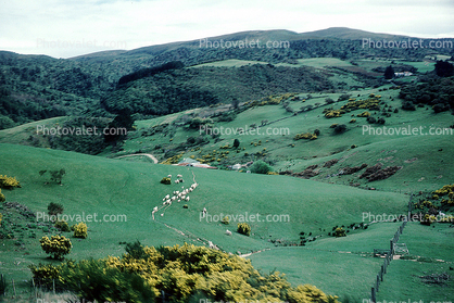 sheep, rolling green hills