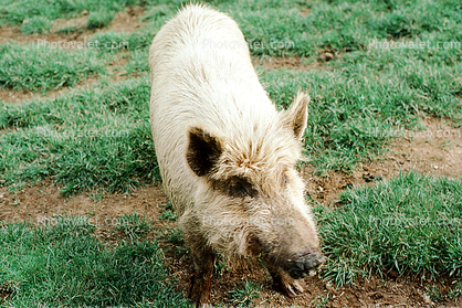Pig, Boar