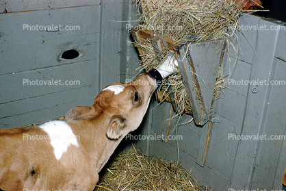 calf drinking milk from a bottle