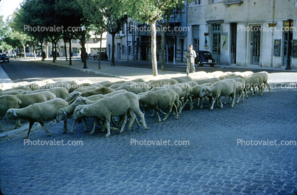 Herd of Sheep crossing the brick road, Lisbon Portugal, 1950s