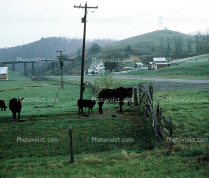 Cow, barn, fence, road, bridge, shed, Tennessee