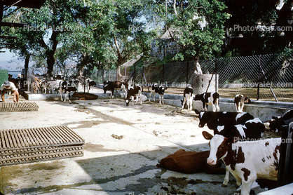 Dairy Cows, Macau China